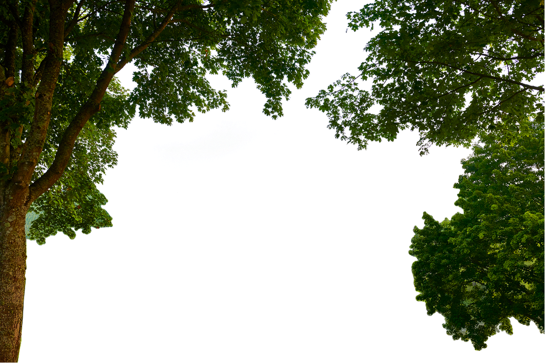 Bäume