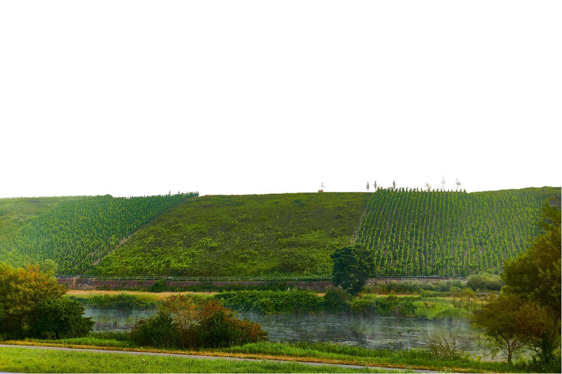 Weinberge